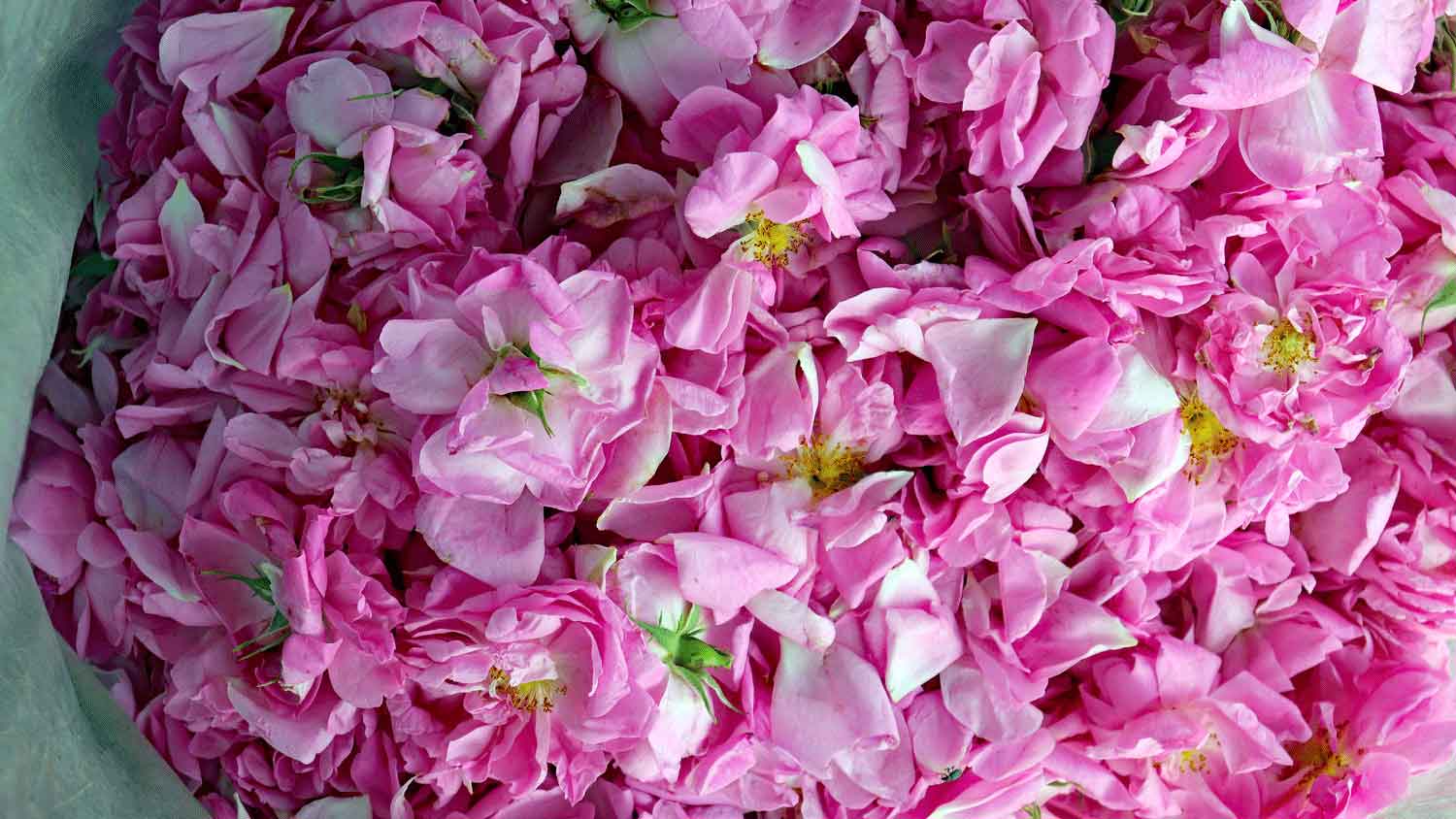 ヴァレデローズ｜天然ローズから生まれたスキンケア ヴァレデローズ スキンケアシリーズ